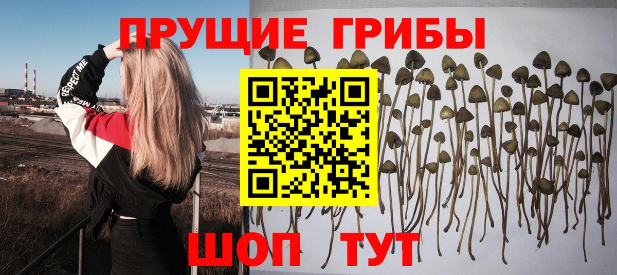 Псилоцибиновые грибы прущие грибы Калач-на-Дону